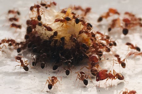 观察 | 蚂蚁的惊人生活习性