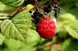 树莓是什么？了解树莓的品种和营养价值