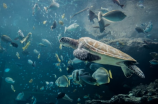 探秘墨龟：神秘的海洋生物