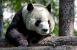 熊猫与傻瓜歌曲：大熊猫可爱萌动的音乐故事