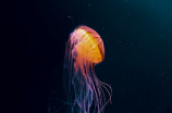 海洋之梦——水母头