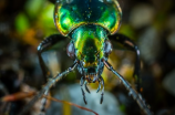 甲虫(世界上最著名的甲虫是哪些？)